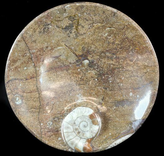 -/ Fossil Goniatite Dish - Stoneware #49390